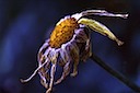 Pipe - La peor pesadilla de una flor